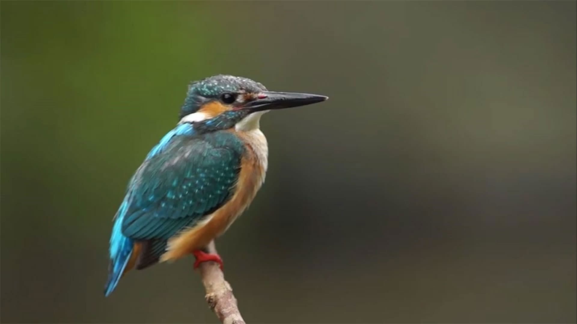 river dental video background