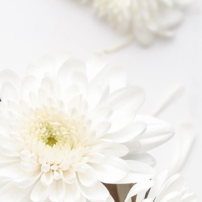 so dental flower 700x700